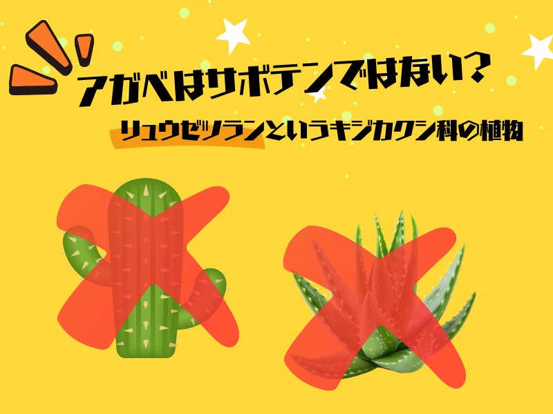 テキーラの唯一の主原料「ブルーアガベ」の正体
